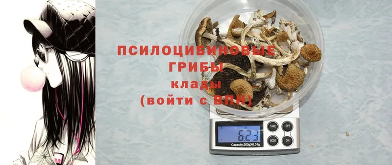 Псилоцибиновые грибы Psilocybe  Никольск 